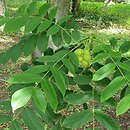 Juglans ailantifolia Cordiformis