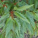 Acer palmatum Beni-hagoromo