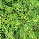 Picea asperata (świerk chiński)