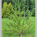 Pinus densiflora Burke's Red Variegated