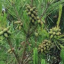 Pinus densiflora (sosna gęstokwiatowa)