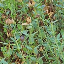 Hypericum polyphyllum Grandiflorum