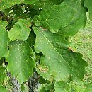 Quercus mongolica (dąb mongolski)