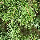 Picea koyamae (świerk Koyamy)
