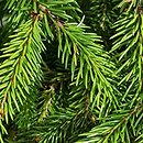 Picea obovata (świerk syberyjski)