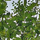 Fraxinus mandshurica (jesion mandżurski)
