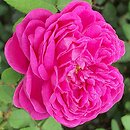 Rosa ×damascena (róża damasceńska)