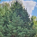 Pinus sylvestris Sandringham