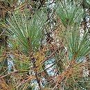 Pinus attenuata (sosna sękata)