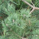 Pinus sylvestris Albys