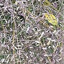 Eragrostis spectabilis (miłka okazała)