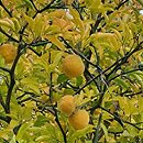 Citrus trifoliata (pomarańcza trójlistkowa)