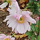 Eriocapitella ×hybrida Mont-rose