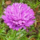 Symphyotrichum novi-belgii Henry I Purple
