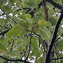 Populus szechuanica