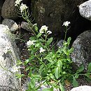 Arabis alpina ssp. alpina (gęsiówka alpejska typowa)