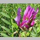 Astragalus onobrychis (traganek długokwiatowy)