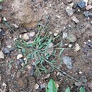 Eragrostis minor (miłka drobna)