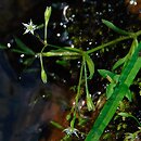 Stellaria uliginosa (gwiazdnica bagienna)