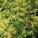 Artemisia vulgaris Aureovariegata