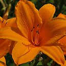 Hemerocallis ×hybrida Norton Orange