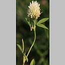 Trifolium ochroleucon (koniczyna żółtobiała)