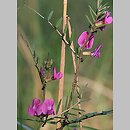 Vicia angustifolia (wyka wąskolistna)