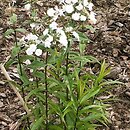 Phlox maculata (płomyk plamisty)