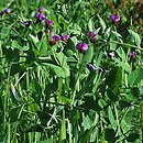 Pisum sativum ssp. arvense (groch zwyczajny polny)