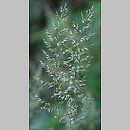 Calamagrostis villosa (trzcinnik owłosiony)