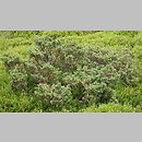 Juniperus communis ssp. alpina (jałowiec pospolity halny)