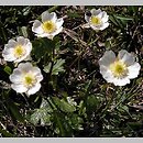 Ranunculus alpestris (jaskier alpejski)