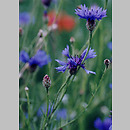 Cyanus (chabry z niebieskimi kwiatami)