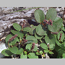 Salix reticulata (wierzba żyłkowana)