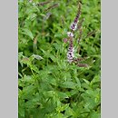 Mentha spicata (mięta zielona)