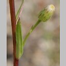 Erigeron acris ssp. angulosus (przymiotno ostre chude)