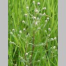 Erigeron acris ssp. acris (przymiotno ostre typowe)