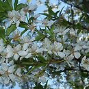 Prunus domestica ssp. syriaca (śliwa domowa mirabelka)