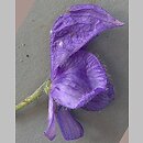 Aconitum plicatum ssp. plicatum var. plicatum (tojad sudecki typowy)