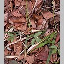 Carex pilosa (turzyca orzęsiona)