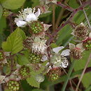 Rubus (malina, jeżyna)