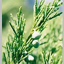 Juniperus sabina (jałowiec sabiński)