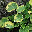 Hydrangea petiolaris Mirranda