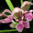 Lamium orvala (jasnota wielkokwiatowa)