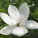Magnolia ×soulangiana Amabillis
