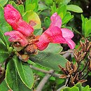 Rhododendron ferrugineum (różanecznik alpejski)