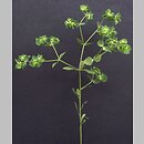 Euphorbia falcata (wilczomlecz sierpowaty)