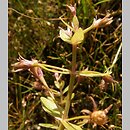 Lindernia procumbens (lindernia mułowa)
