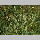 Dorycnium herbaceum (szyplin zielny)