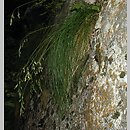 Festuca versicolor (kostrzewa pstra)